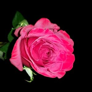 Meet your Posher, Perrie